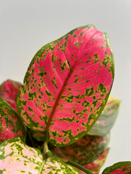 Aglaonema Spotted Star