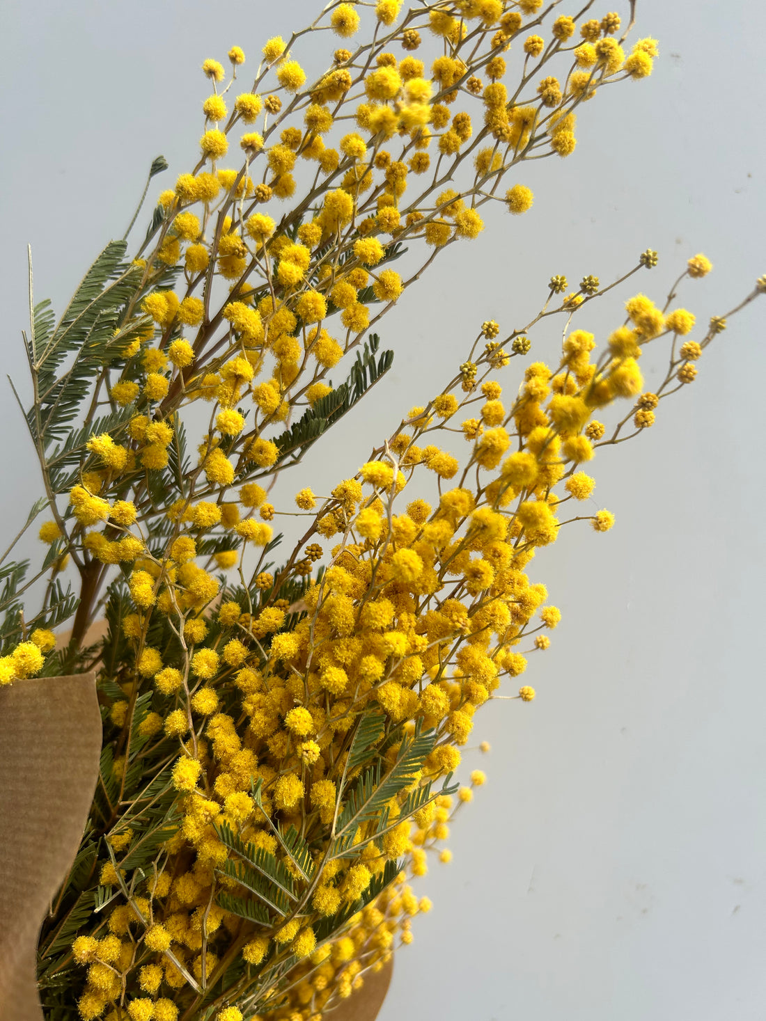 Dried Mimosa