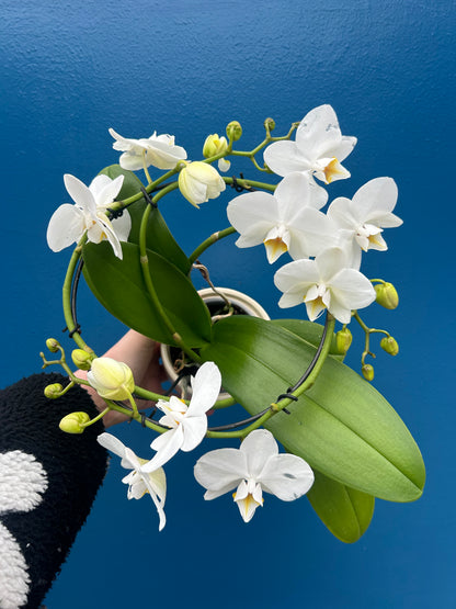 Phalaenopsis ‘Halo White’ in pot