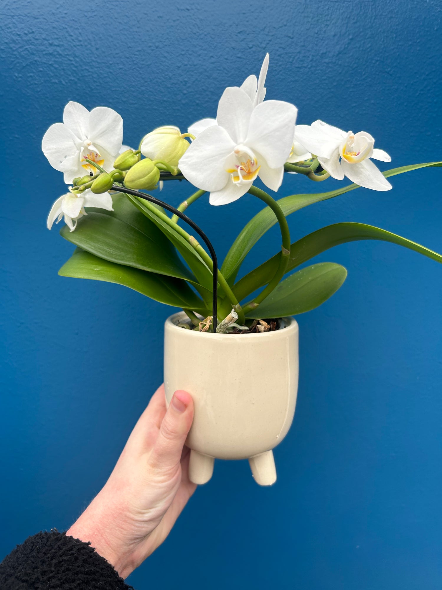 Phalaenopsis ‘Halo White’ in pot