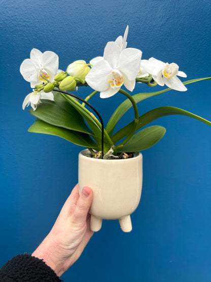 Phalaenopsis ‘Halo White’ in pot