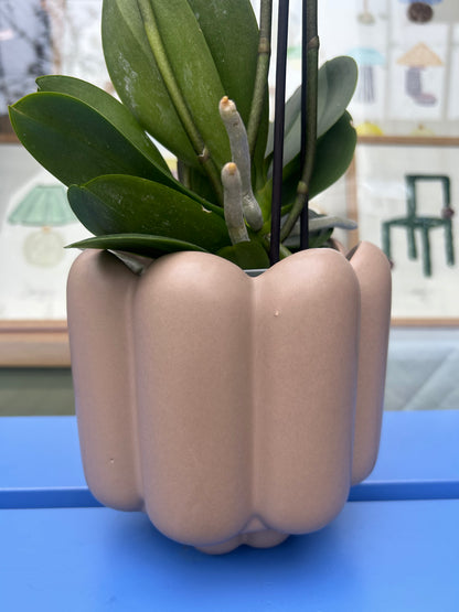 Phalaenopsis ‘Jewel Ghent’ in pot