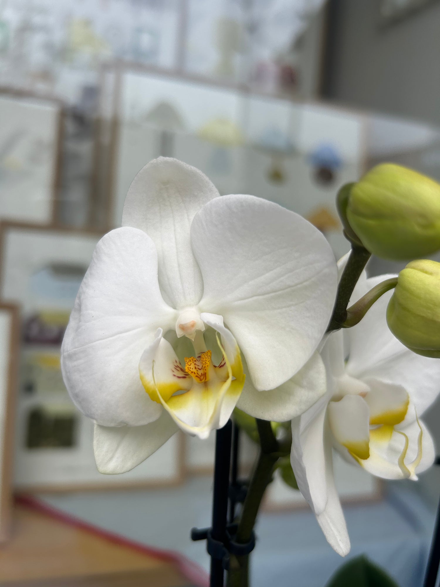 Phalaenopsis ‘Jewel Ghent’ in pot