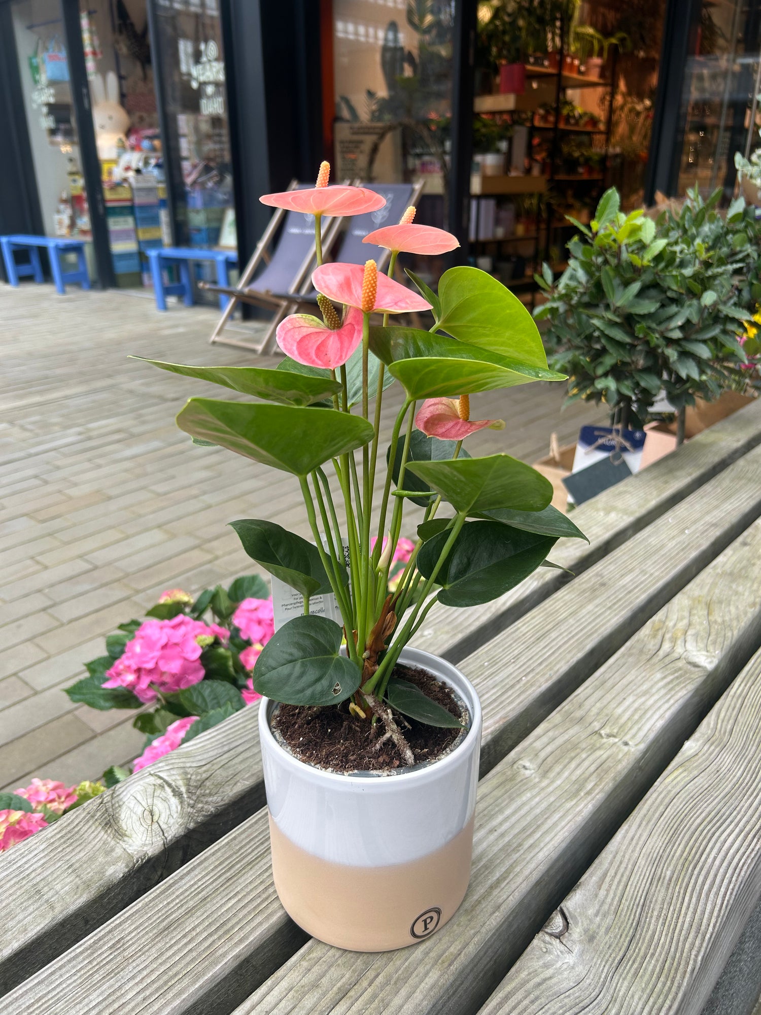 Anthurium Pink in Rosy pot