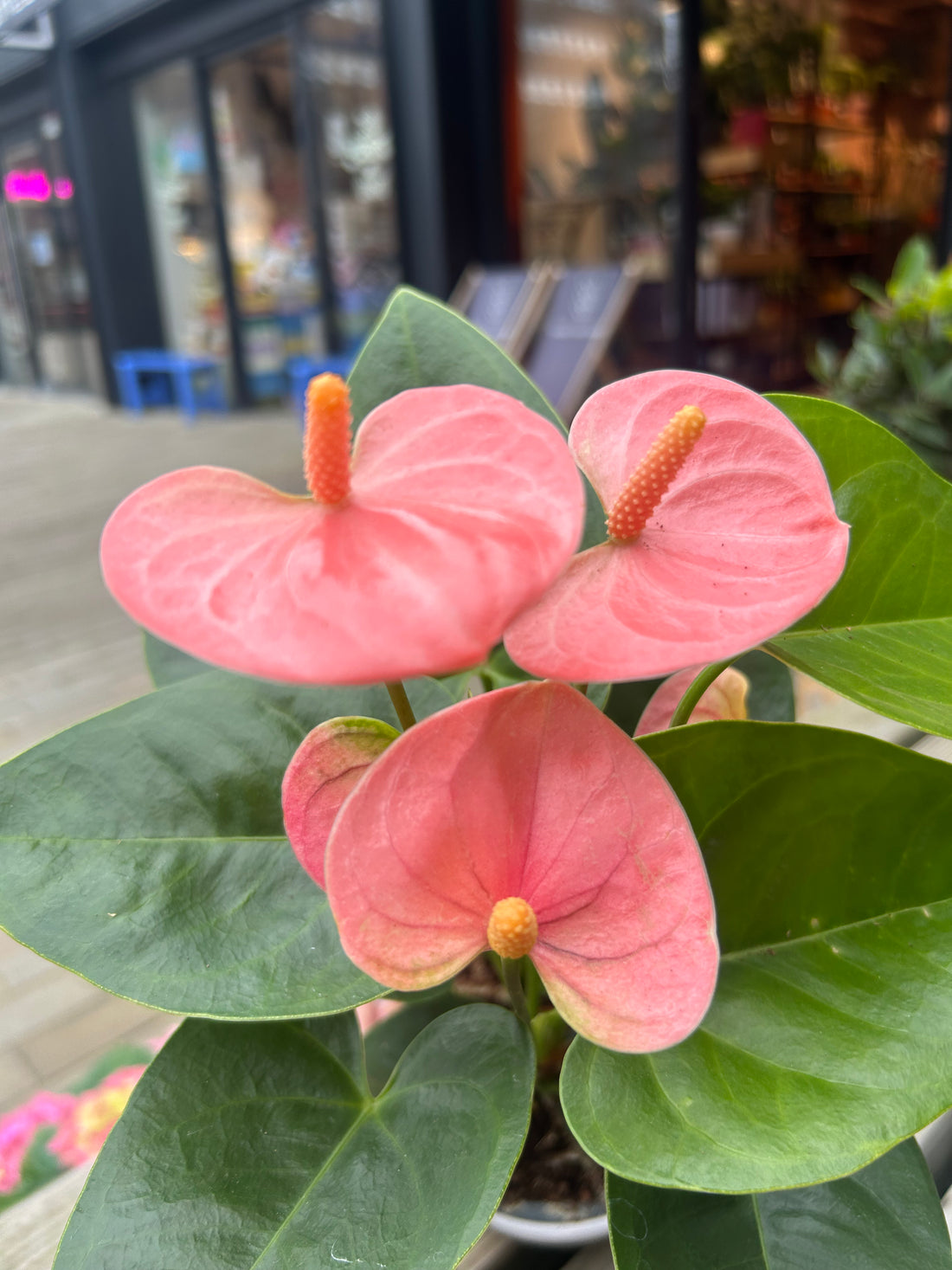 Anthurium Pink in Rosy pot