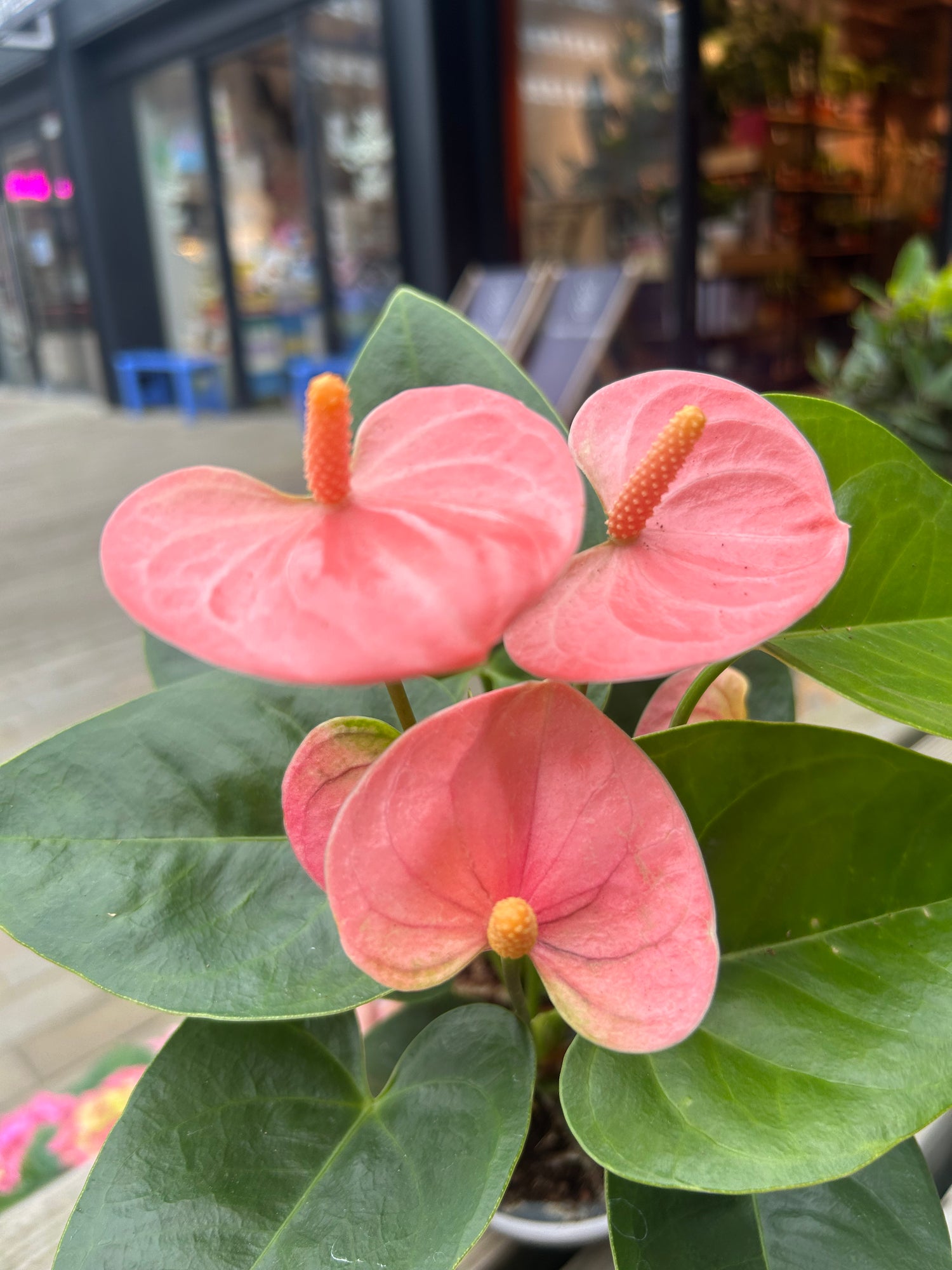 Anthurium Pink in Rosy pot