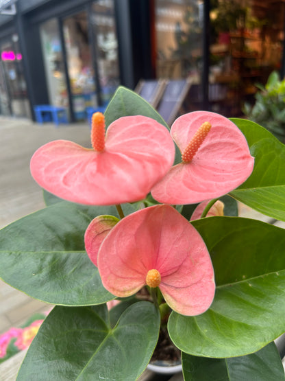 Anthurium Pink in Rosy pot