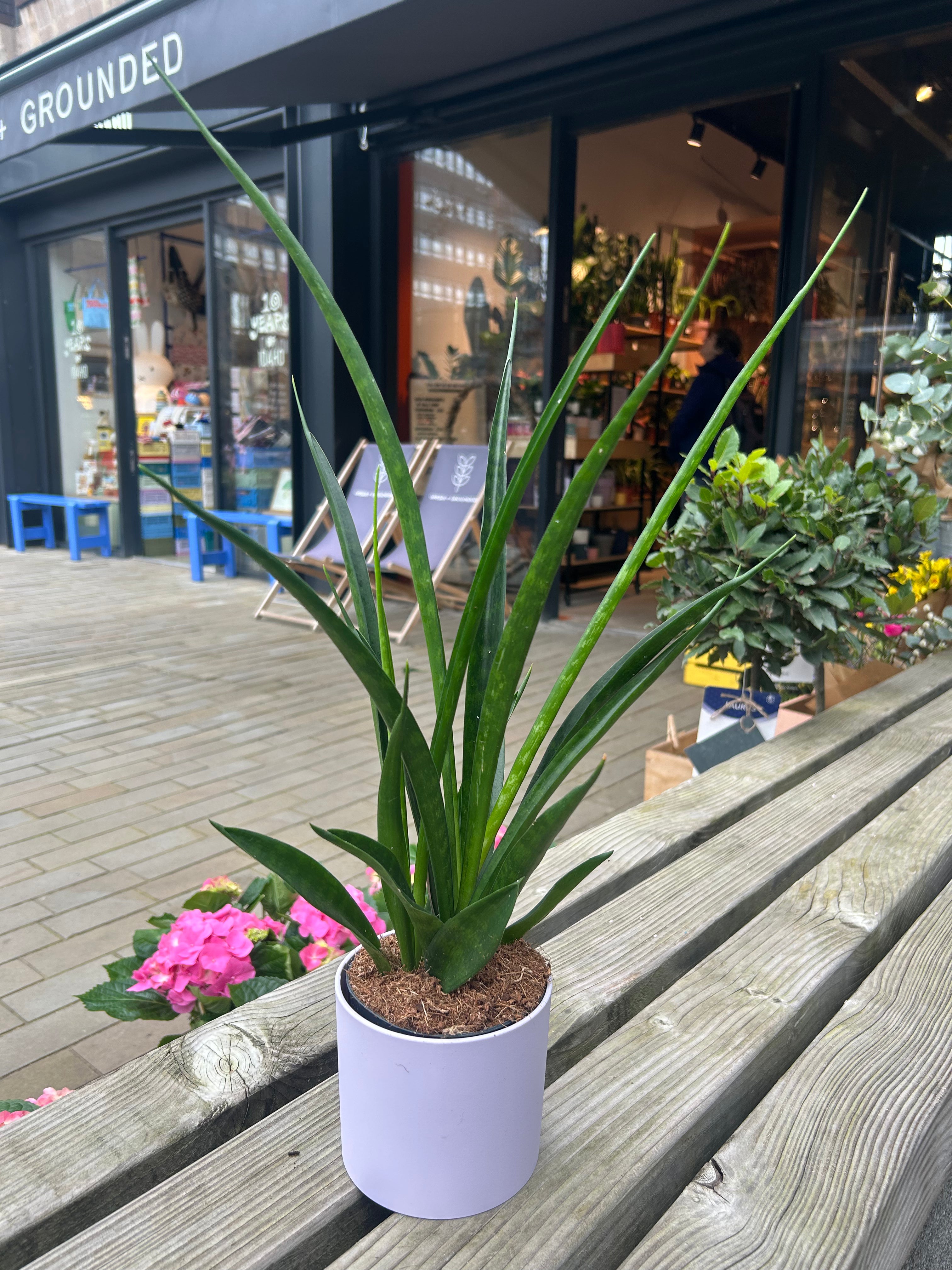Sansevieria Kirki
