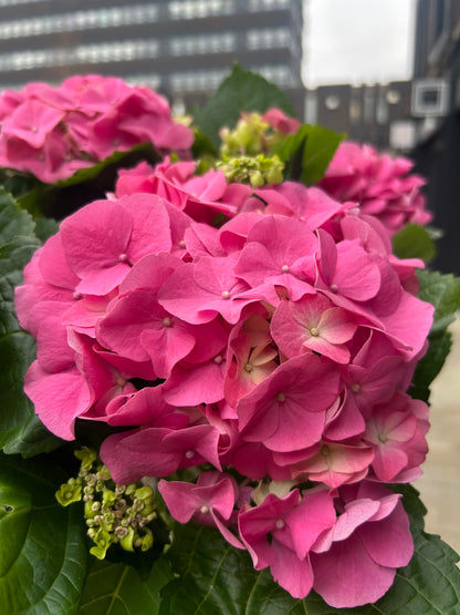 Hydrangea Macrophylla ‘Early Rosa’