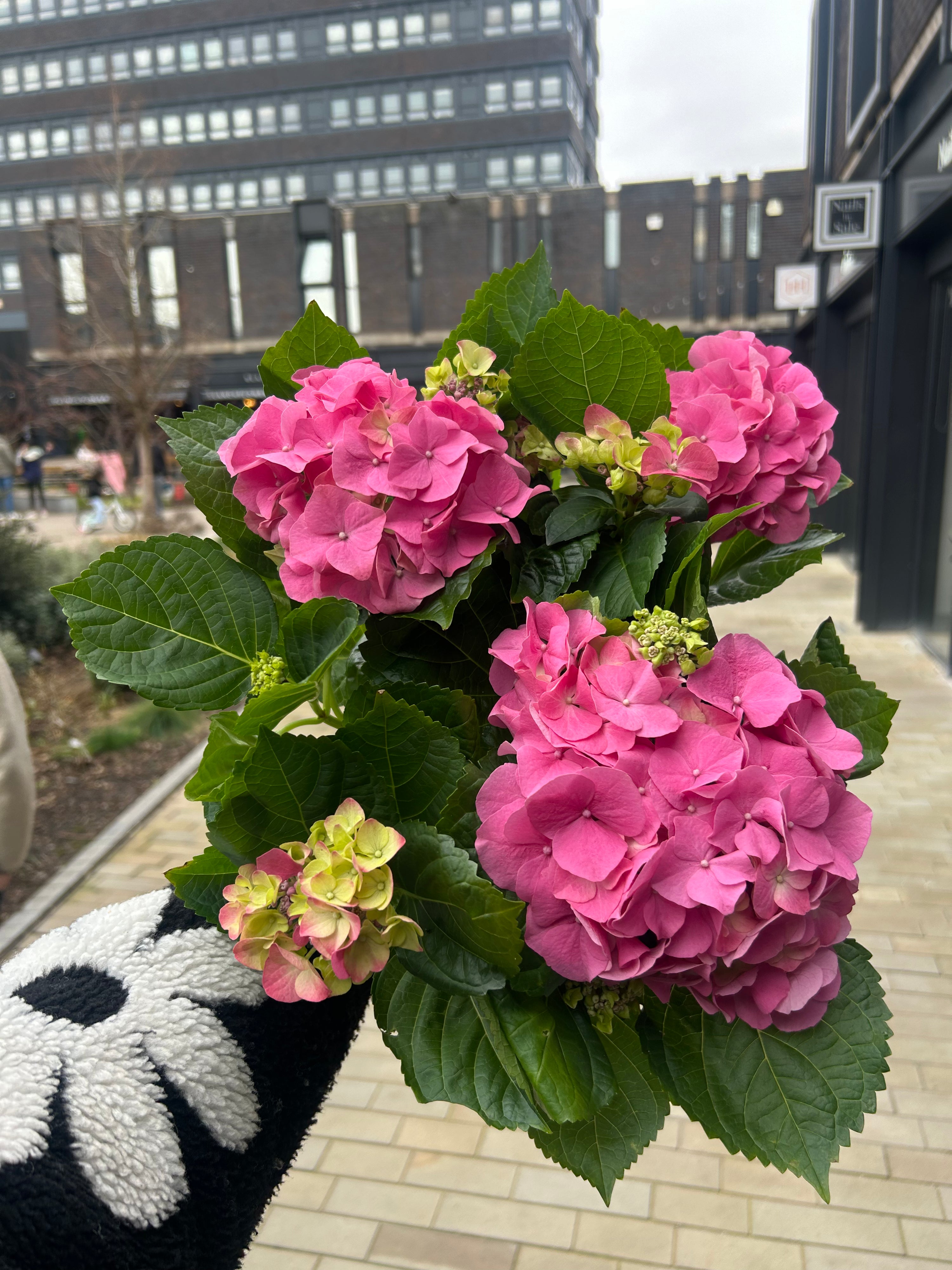 Hydrangea Macrophylla ‘Early Rosa’