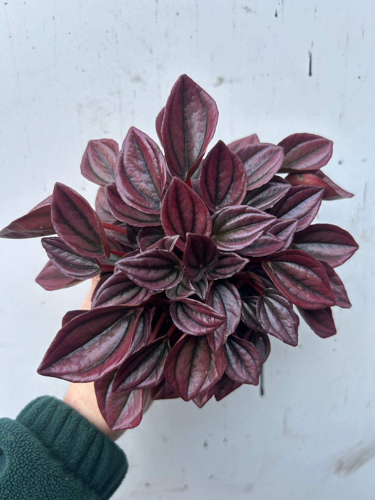 Peperomia Capreta