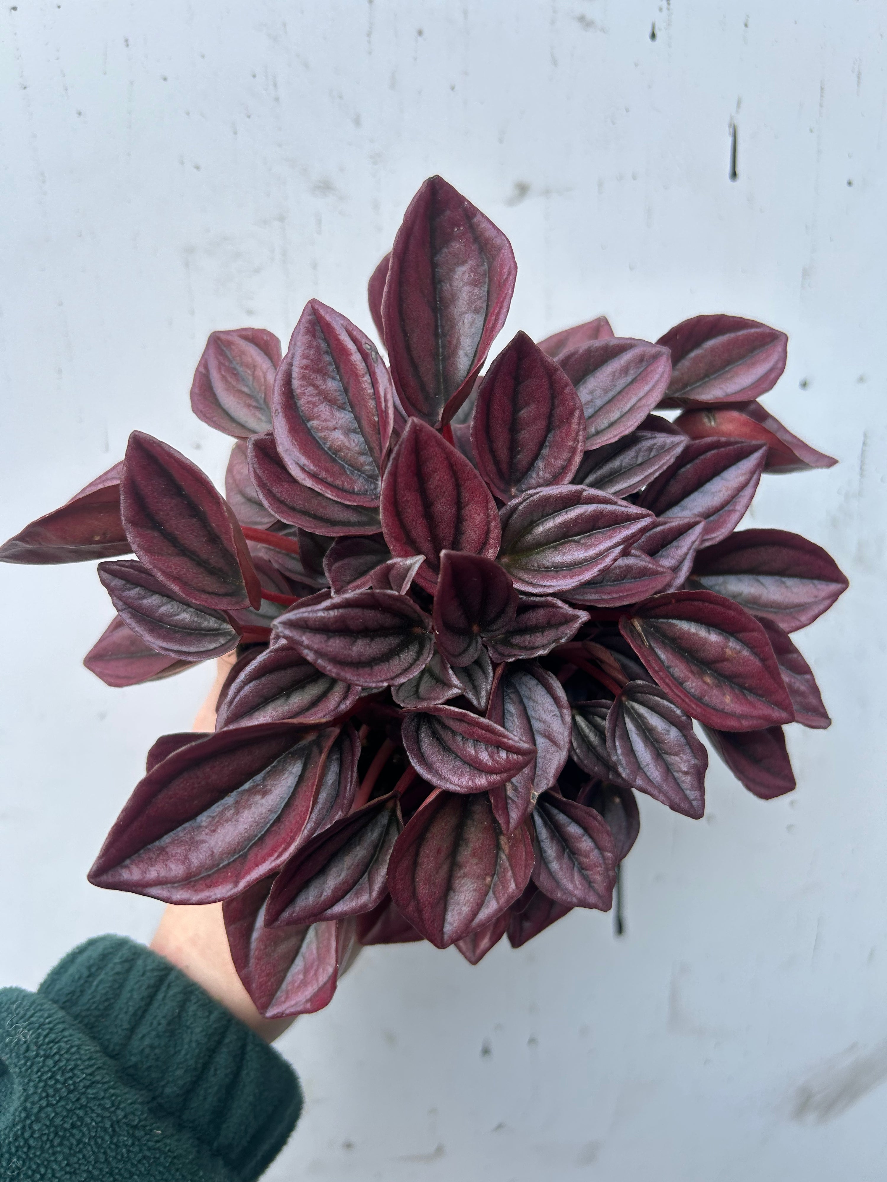 Peperomia Capreta