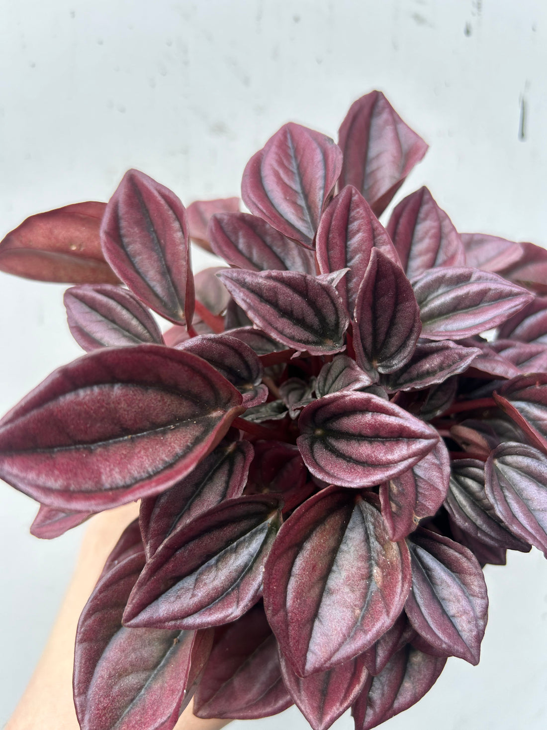 Peperomia Capreta