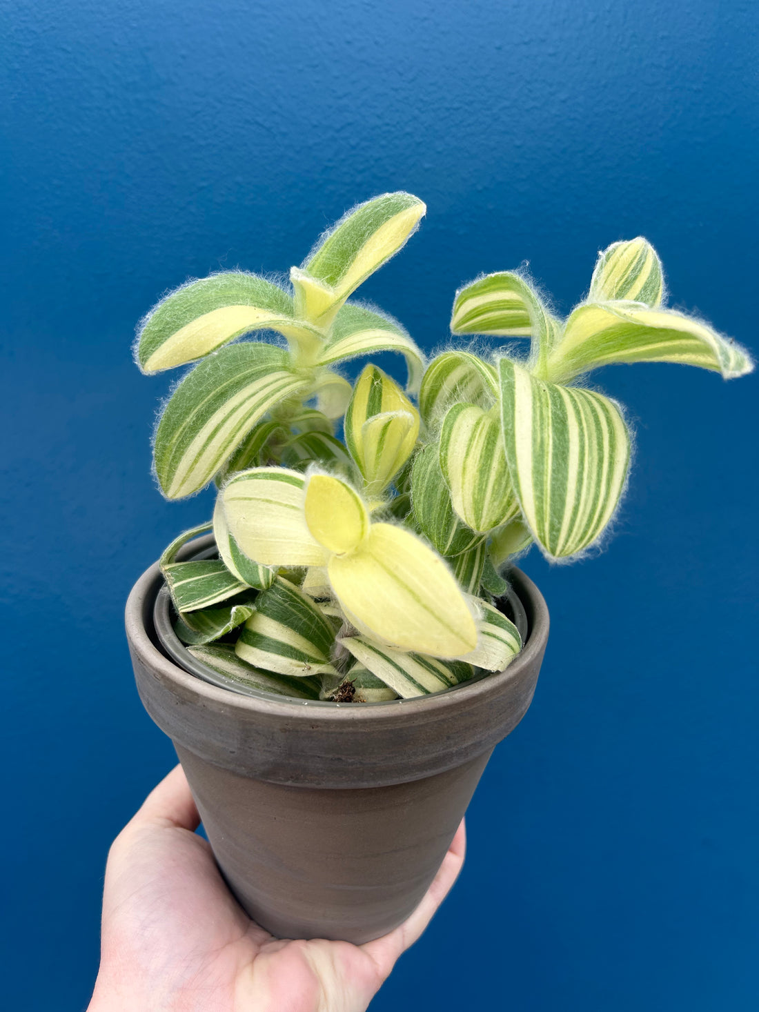Tradescantia Sillamontana