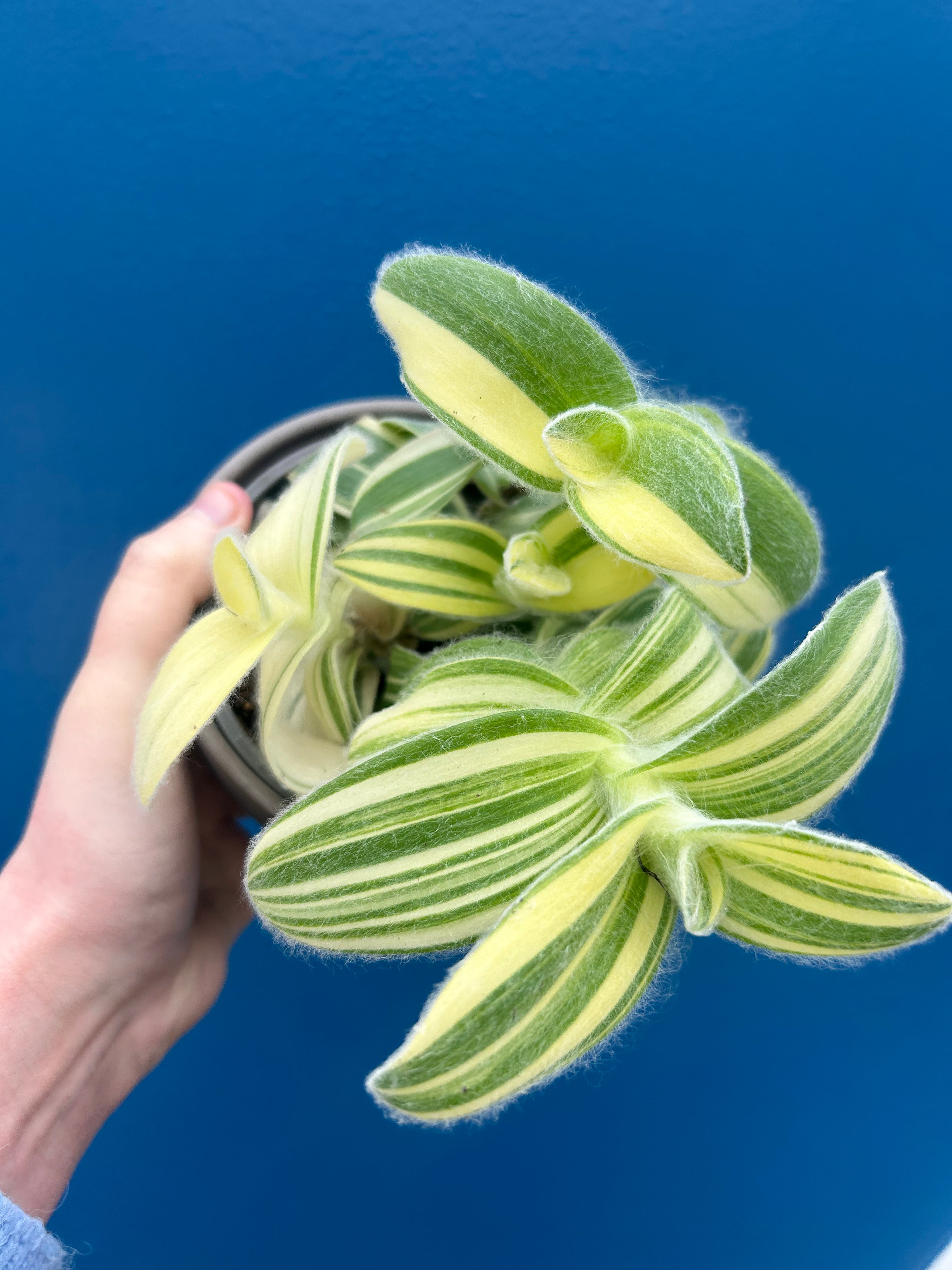 Tradescantia Sillamontana