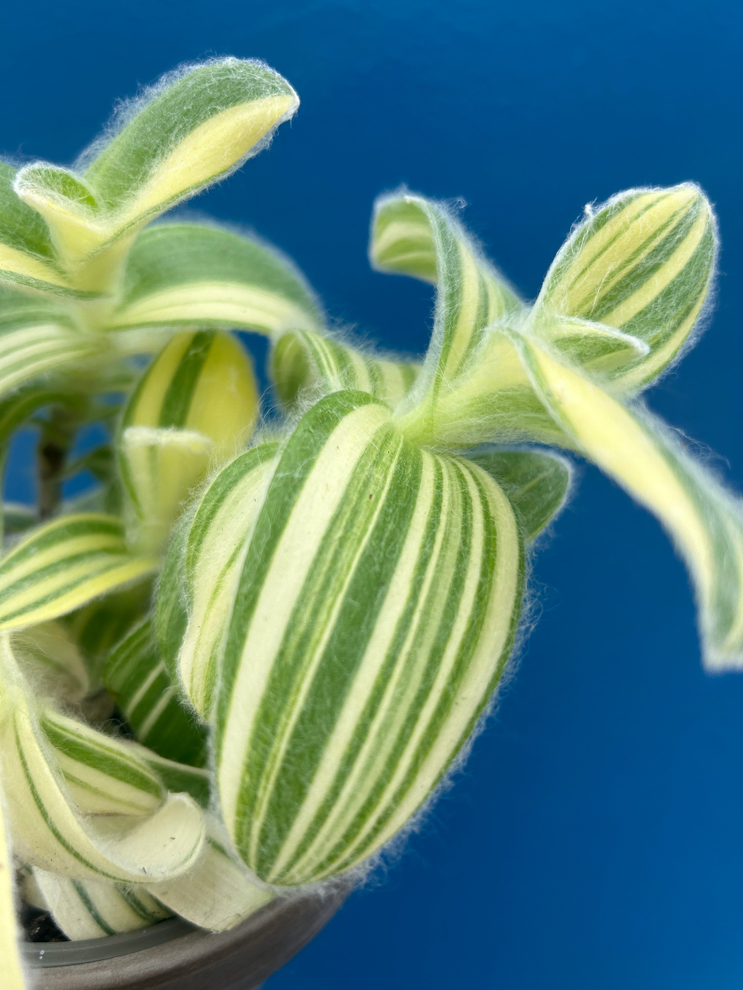 Tradescantia Sillamontana