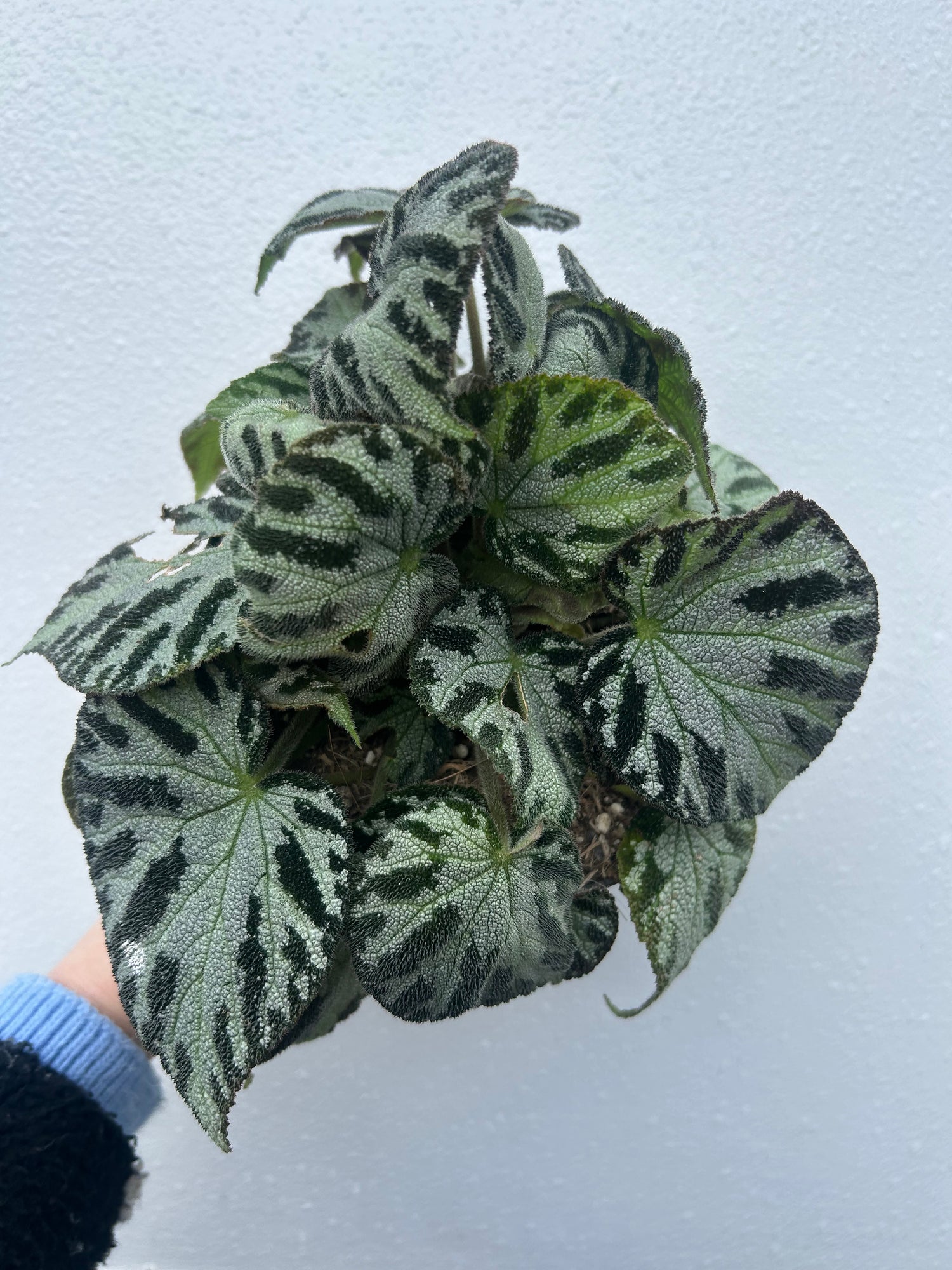 Begonia Leaf Silver Jewel