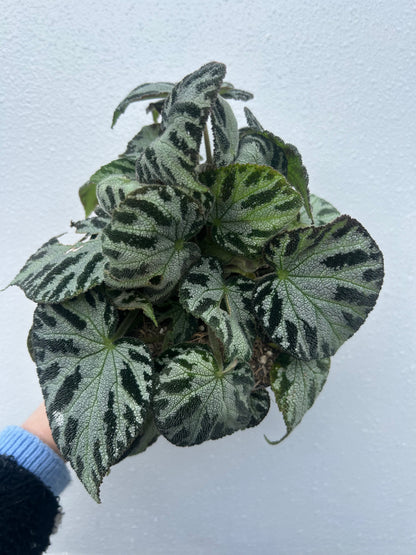 Begonia Leaf Silver Jewel