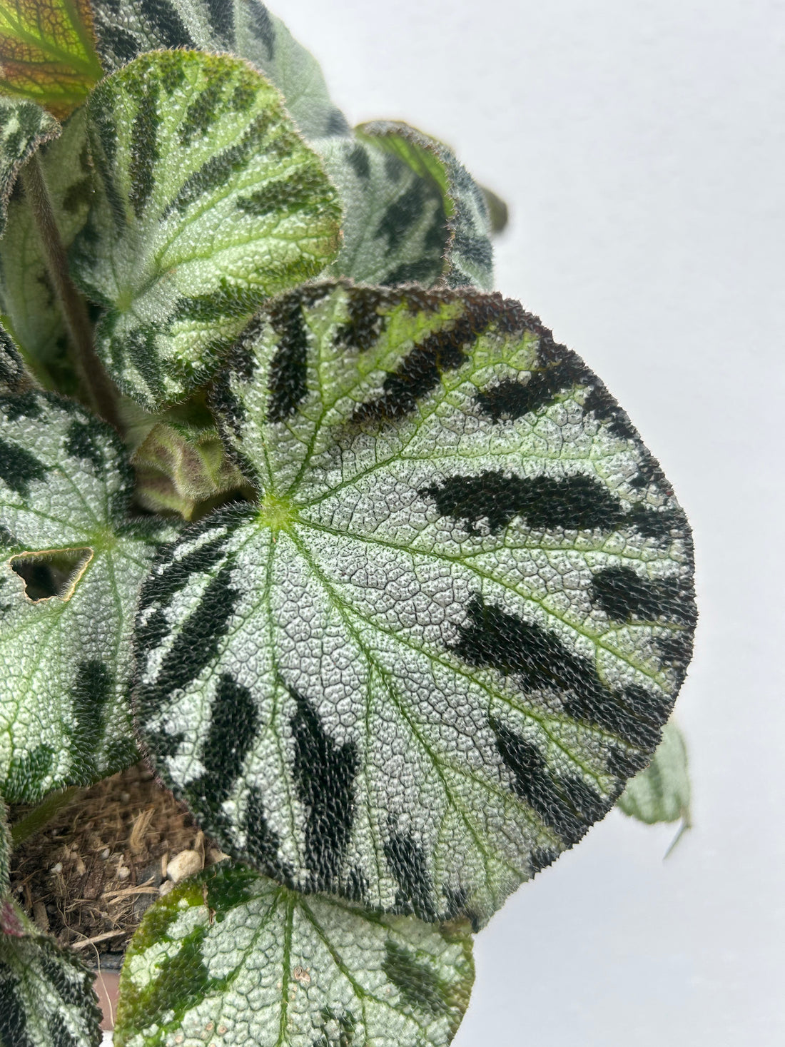 Begonia Leaf Silver Jewel