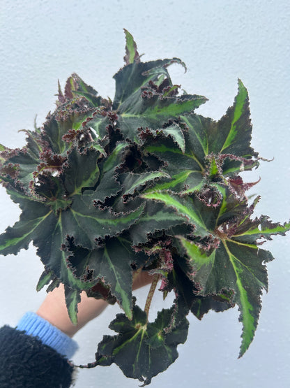 Begonia Rex Magic Colours Lion Dance