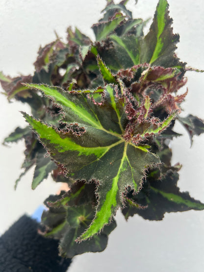 Begonia Rex Magic Colours Lion Dance