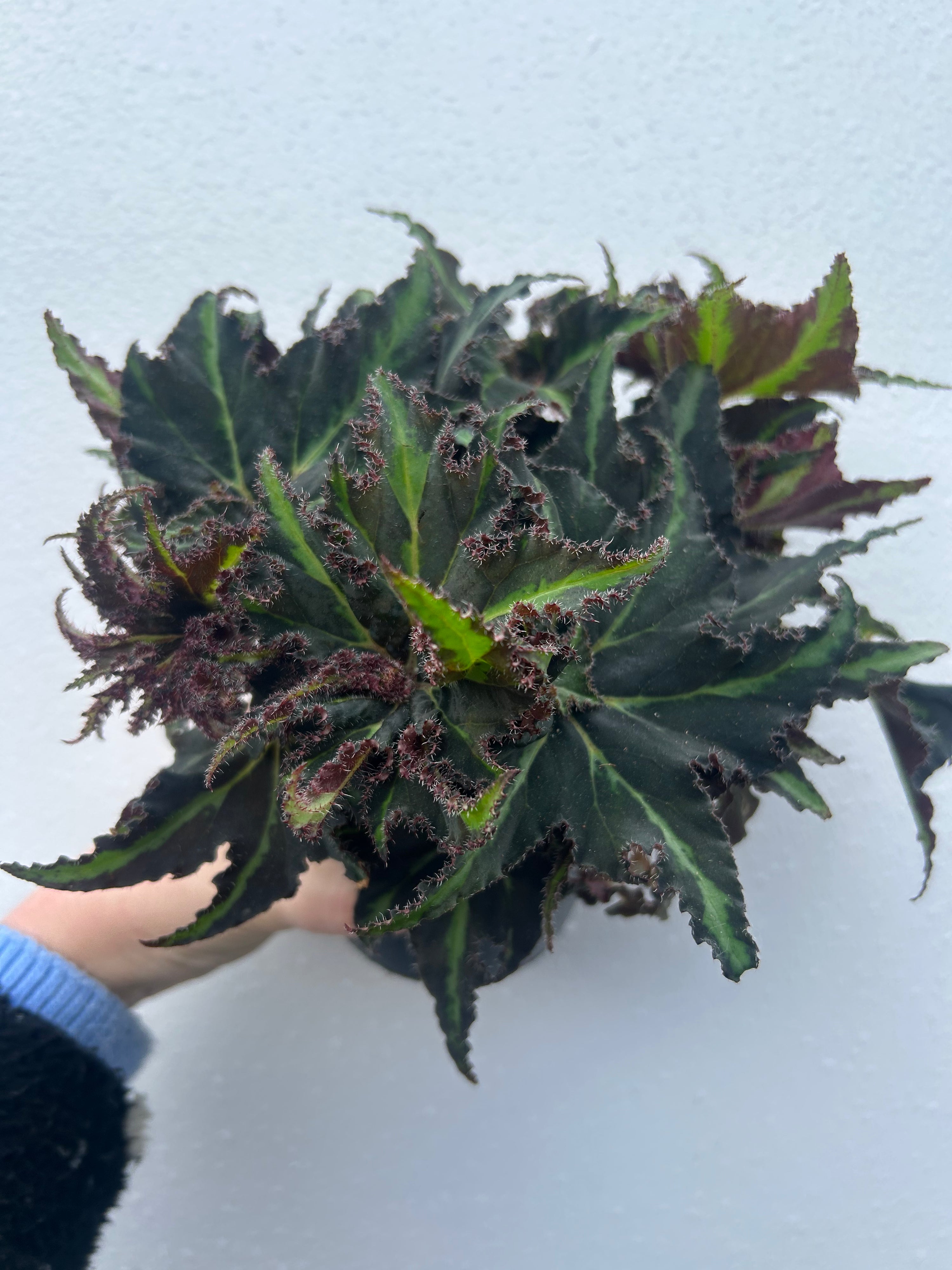 Begonia Rex Magic Colours Lion Dance
