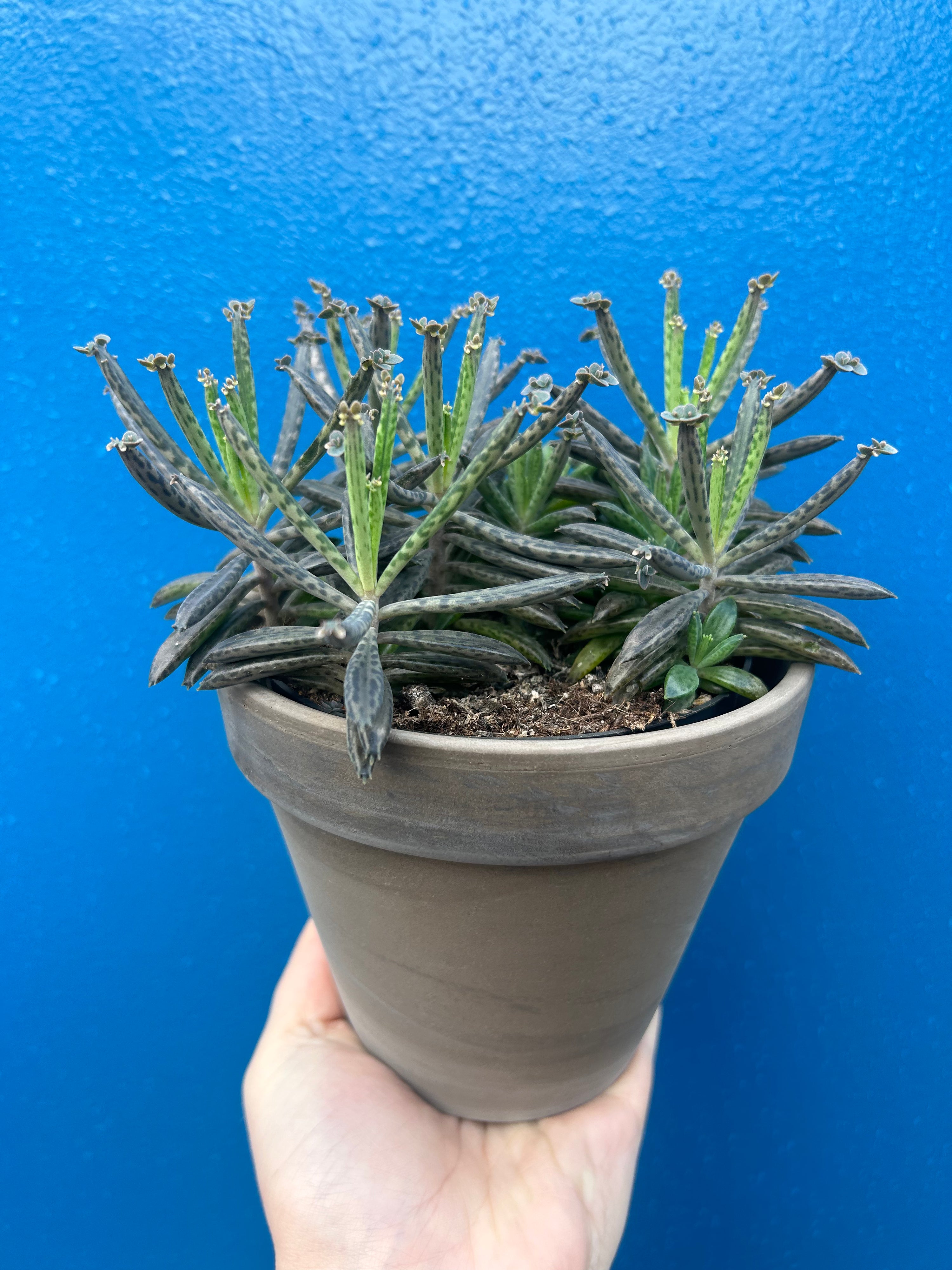 Kalanchoe Tubiflora