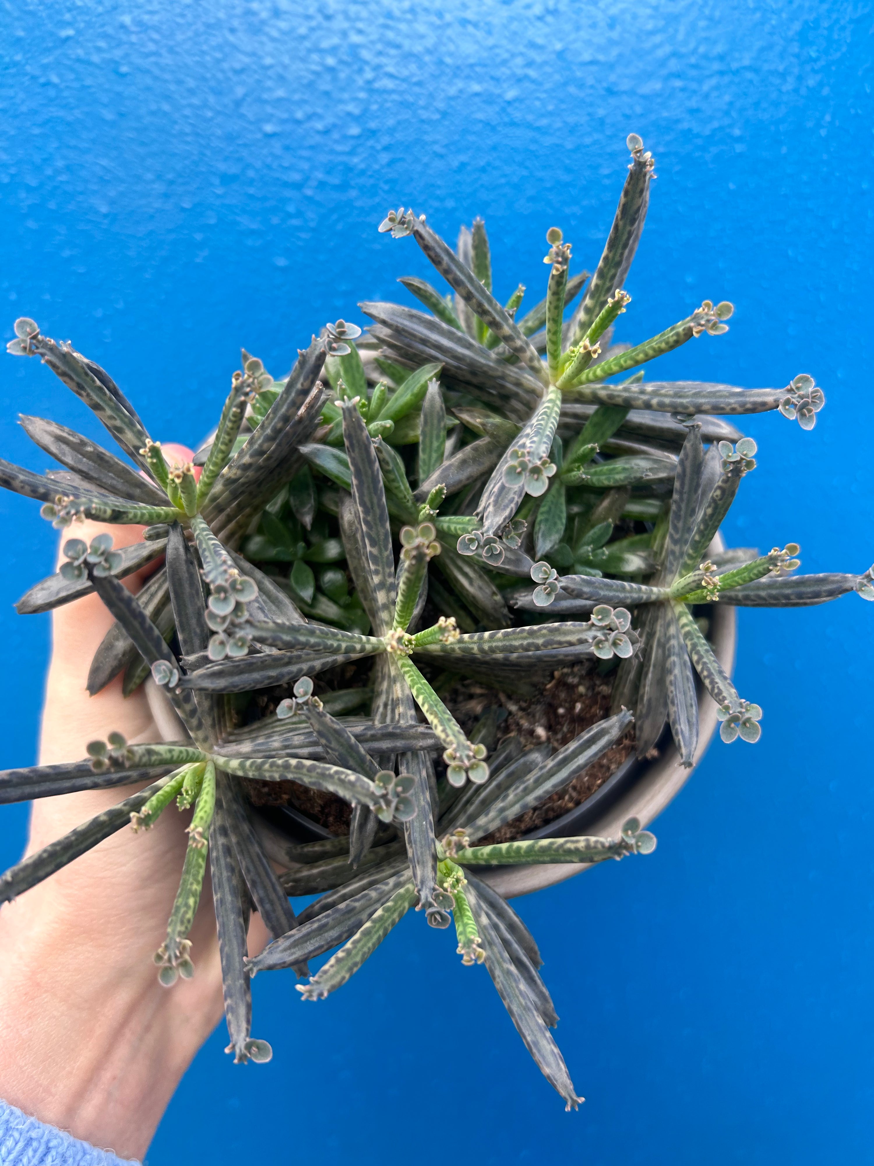Kalanchoe Tubiflora