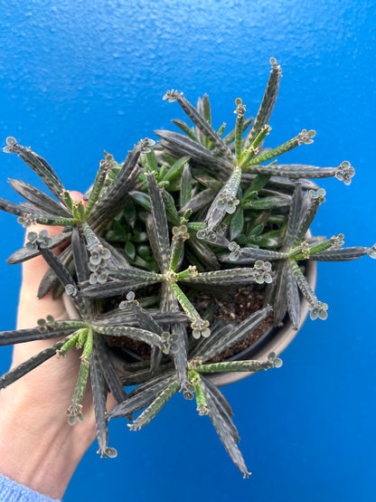 Kalanchoe Tubiflora