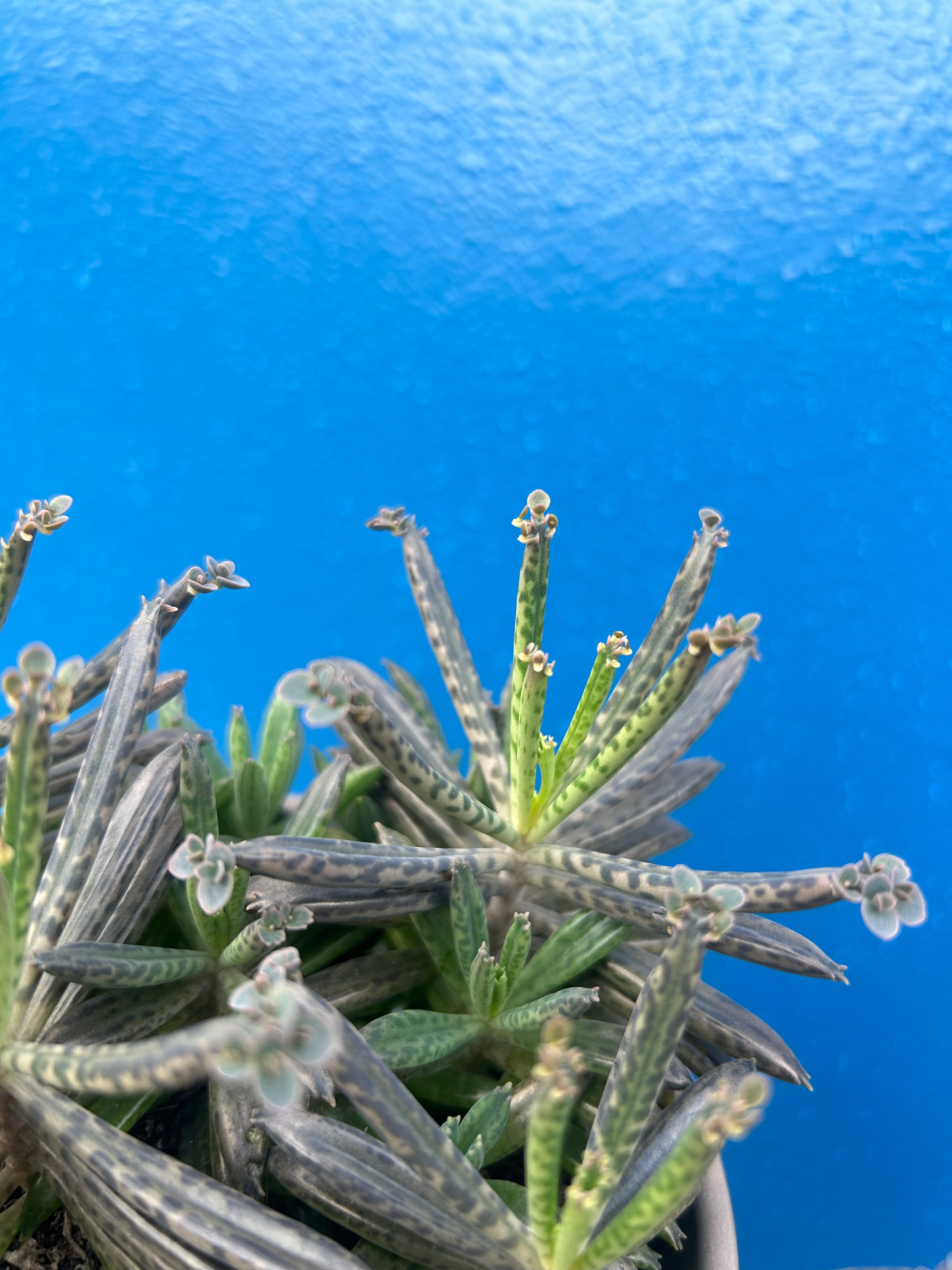 Kalanchoe Tubiflora