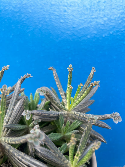 Kalanchoe Tubiflora
