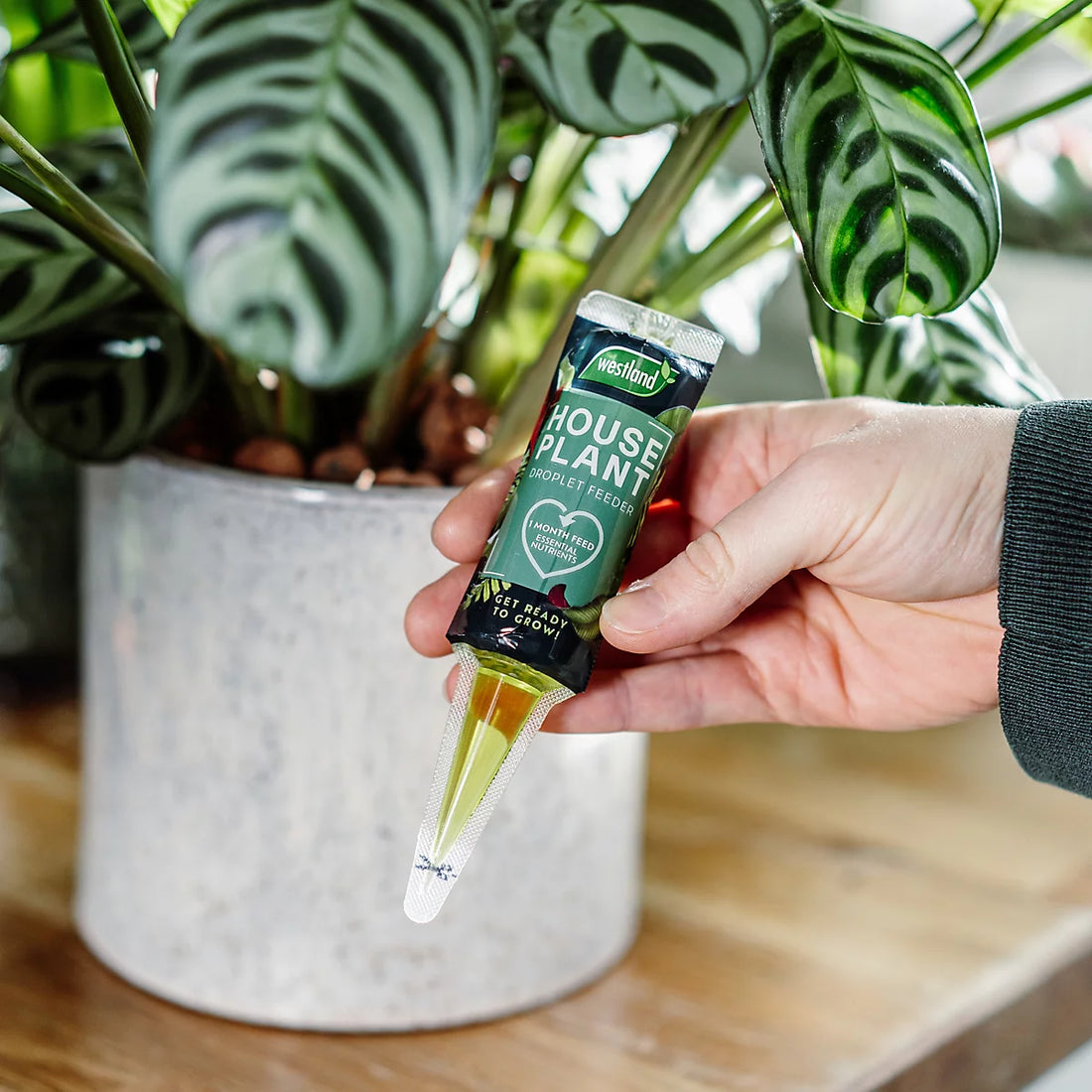 Westland Houseplant Droplet Feeder 40ml