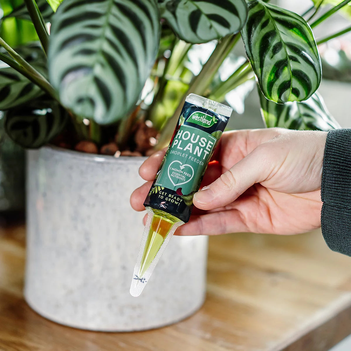 Westland Houseplant Droplet Feeder 40ml
