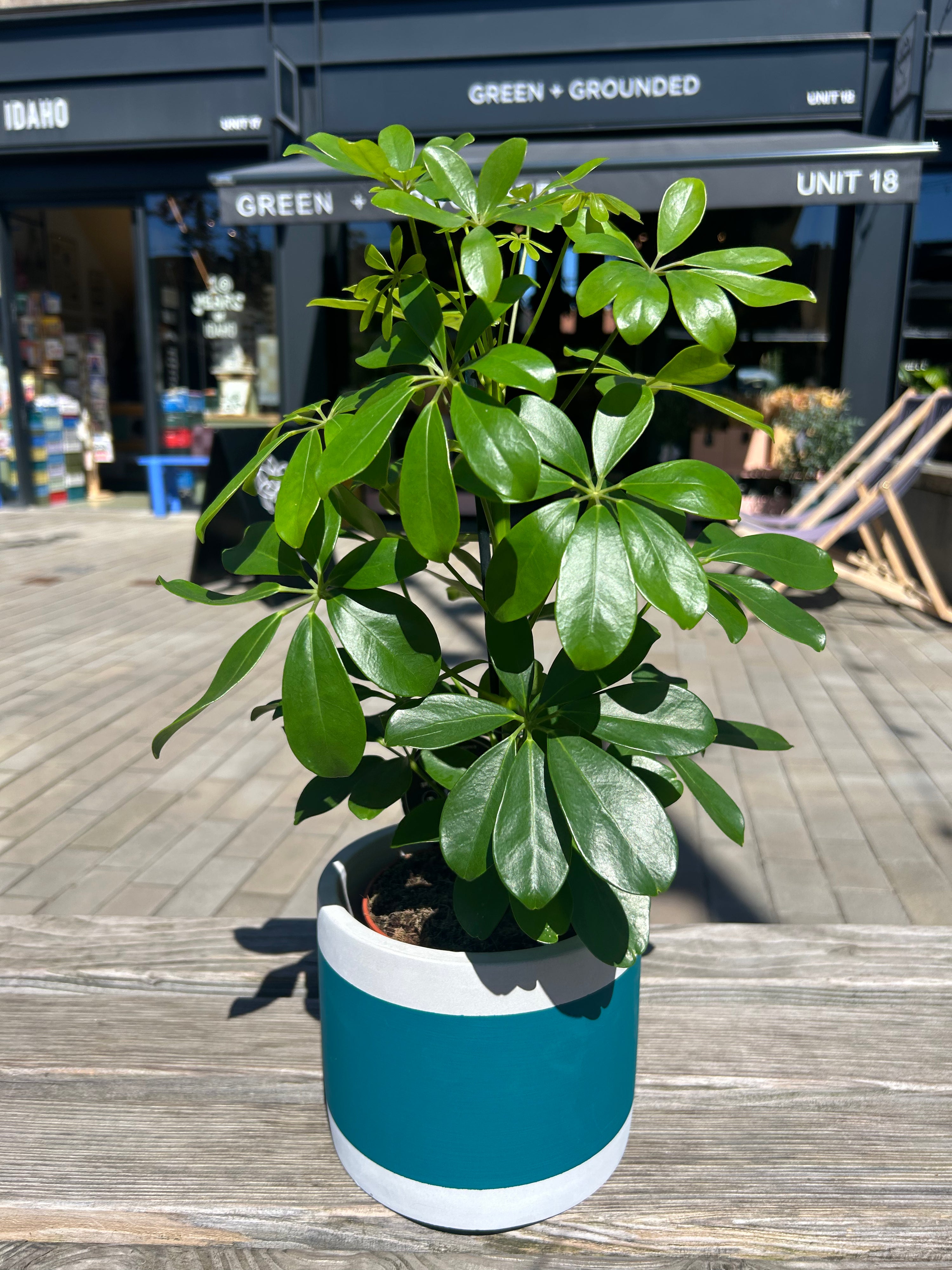 Schefflera Nora