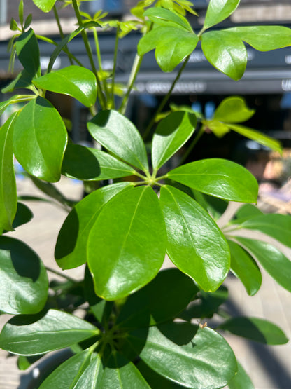 Schefflera Nora