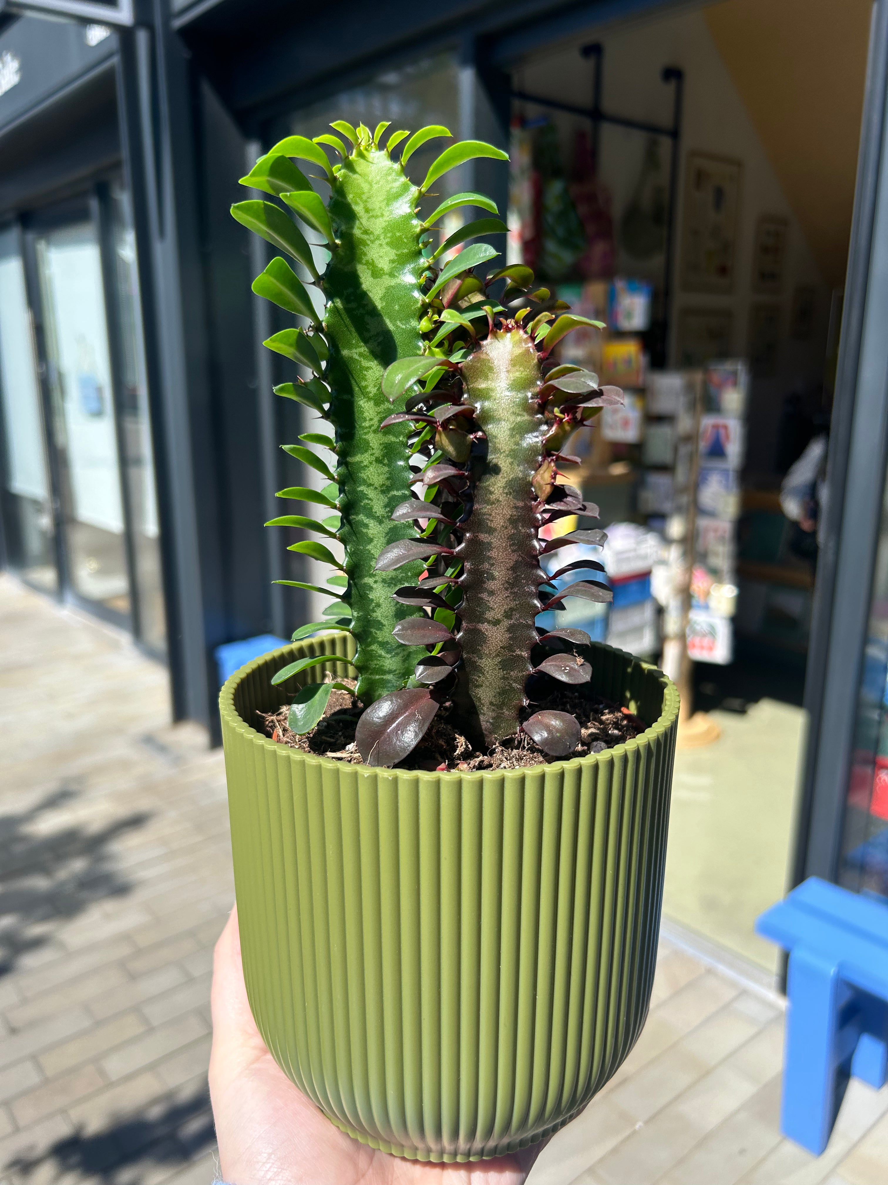 Euphorbia trigona