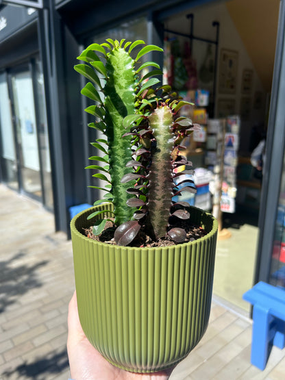 Euphorbia trigona