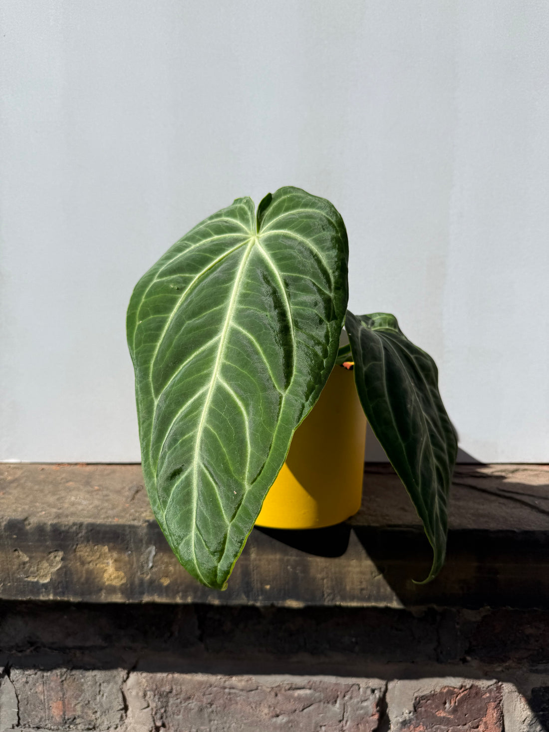 Anthurium Villenaorum