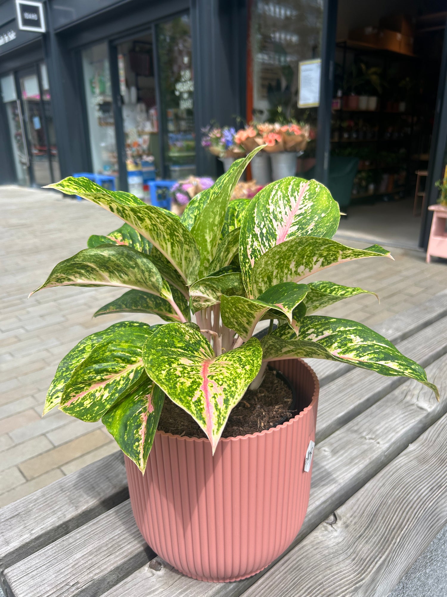 Aglaonema Forest Pink
