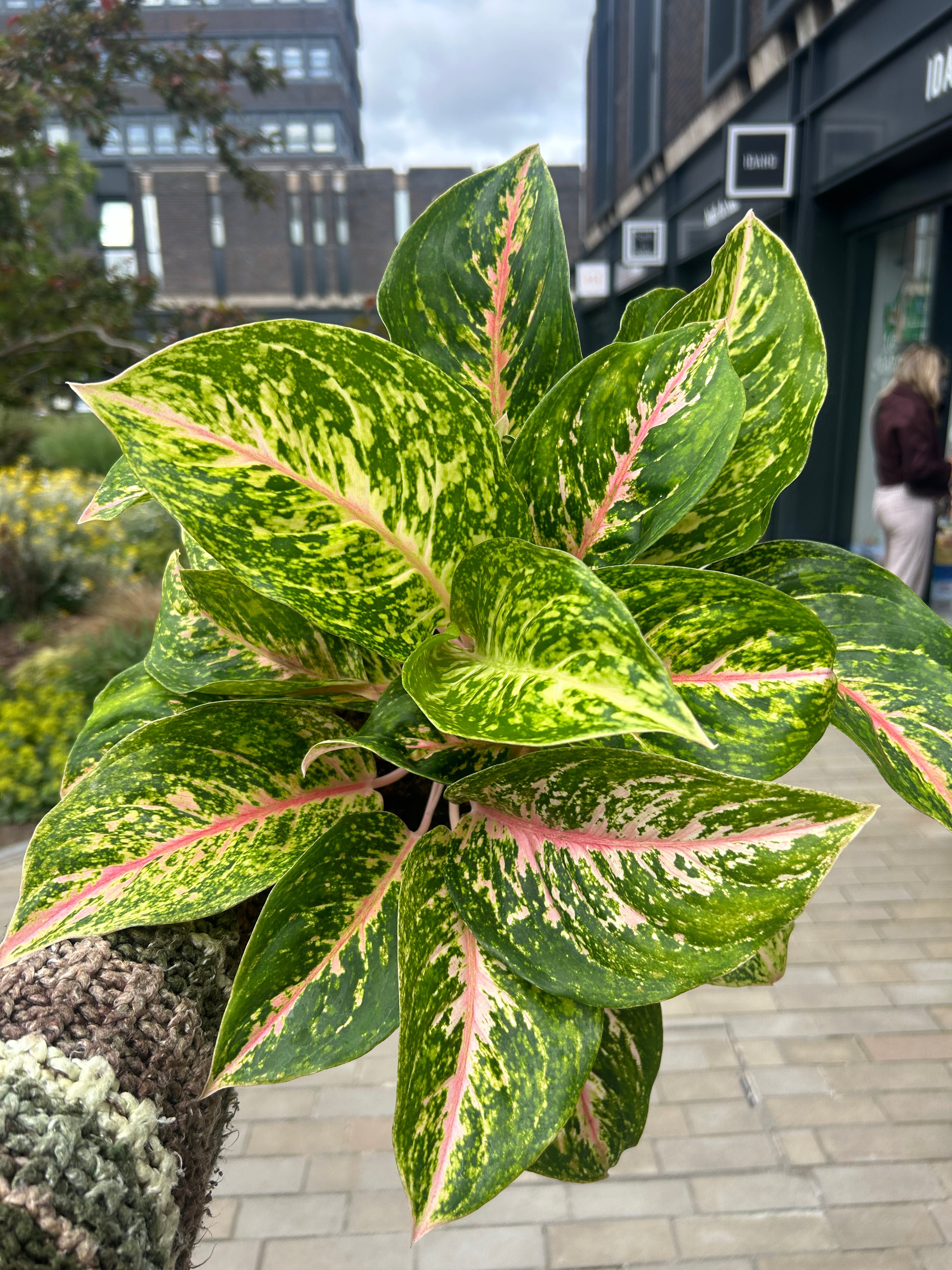 Aglaonema Forest Pink