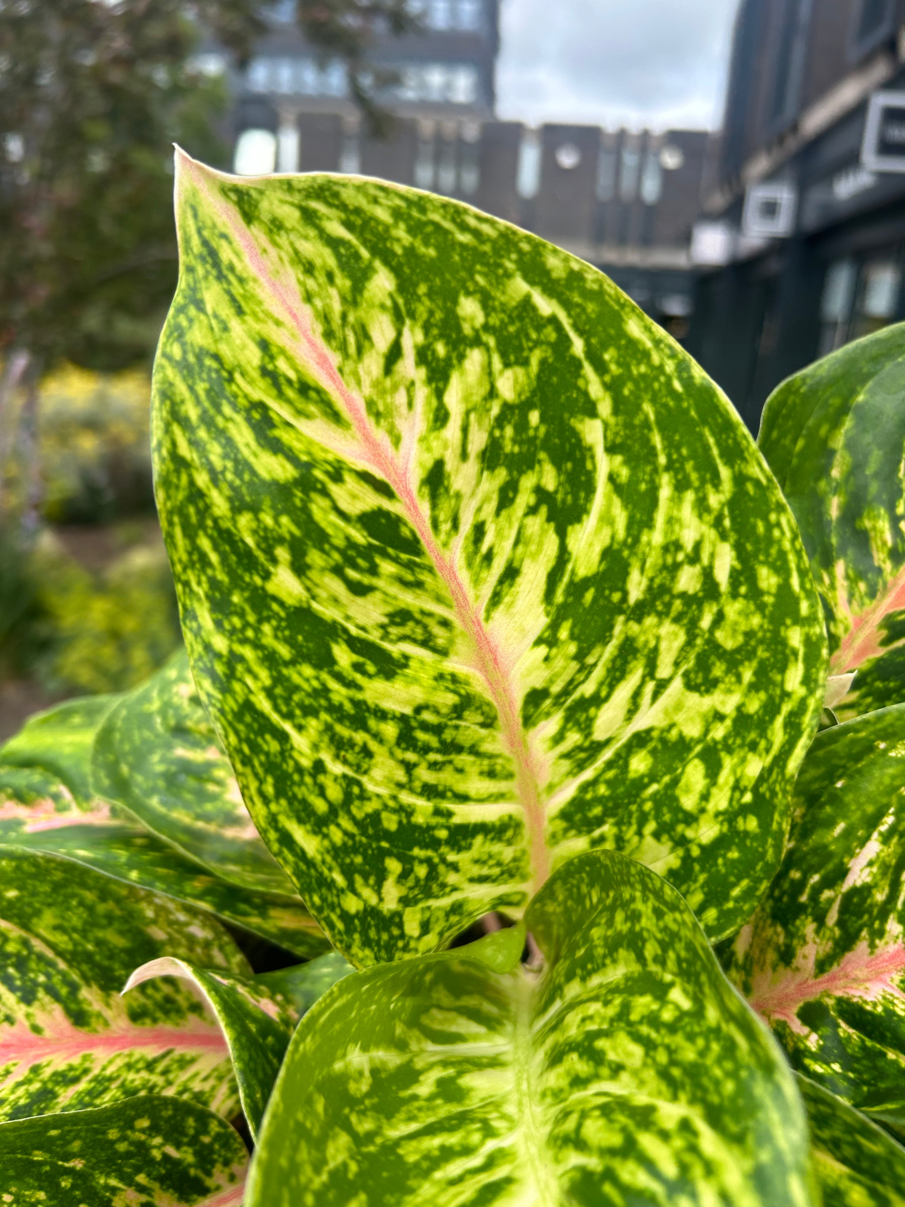 Aglaonema Forest Pink