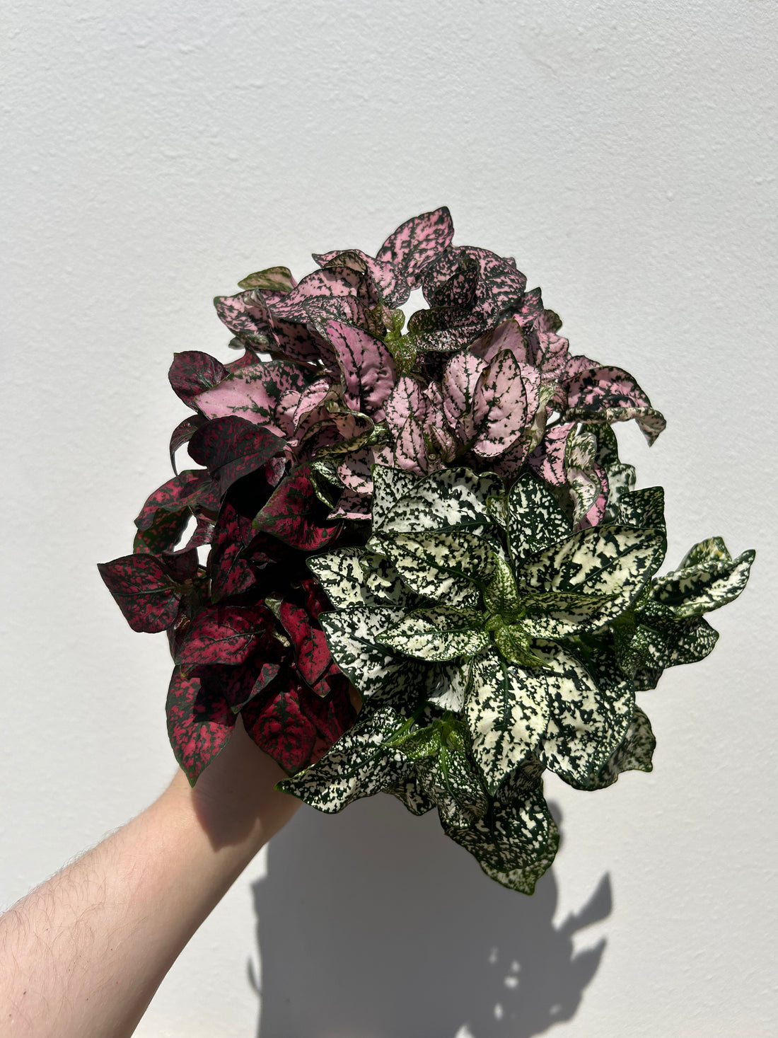 Hypoestes phyllostachya Mix