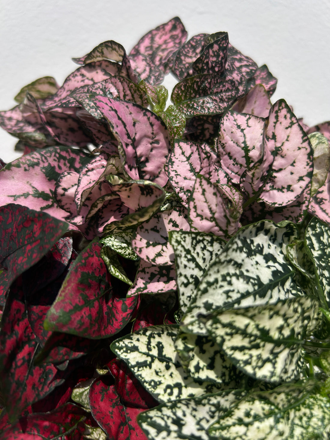 Hypoestes phyllostachya Mix