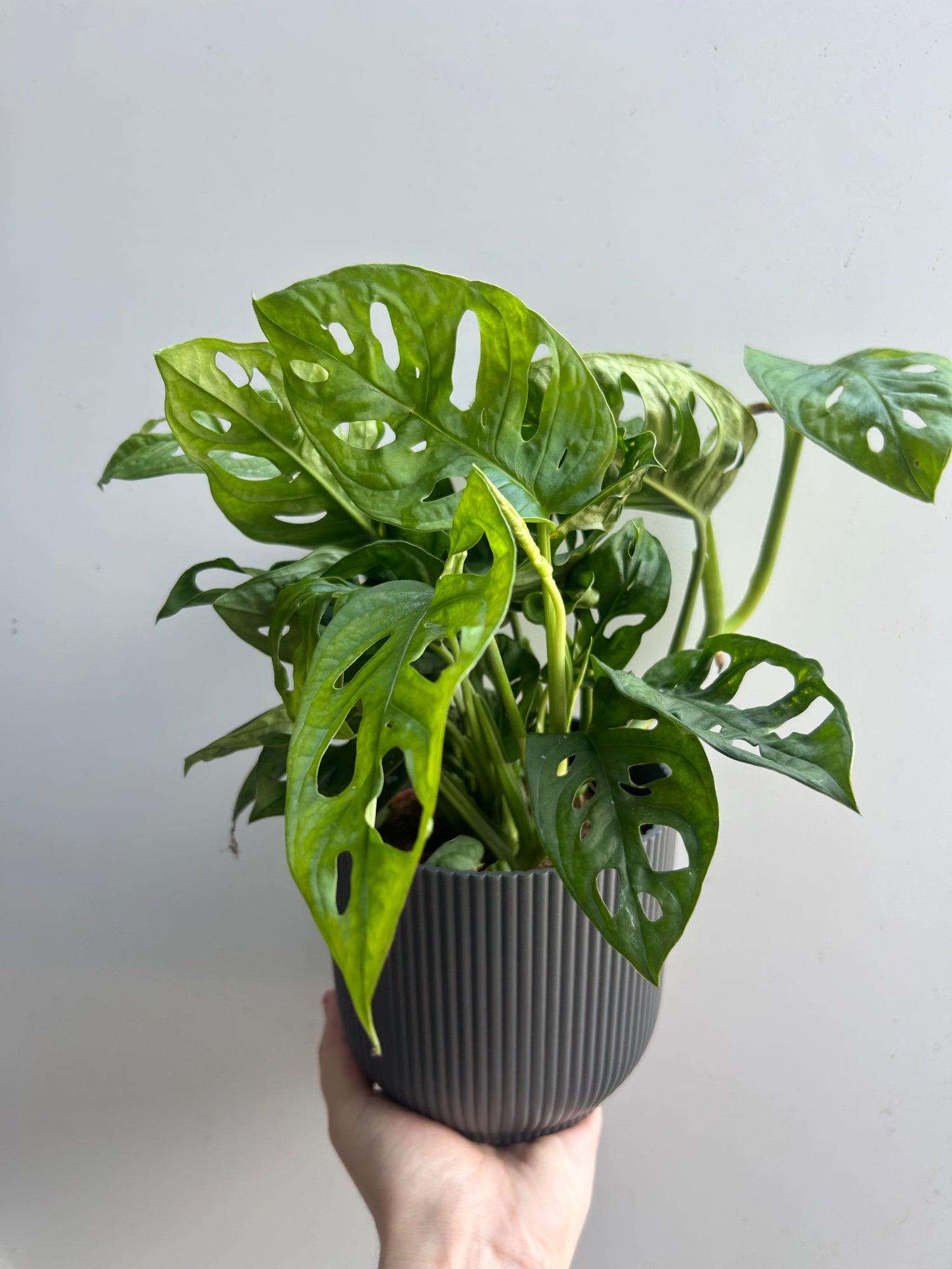 Monstera Obliqua Leichtlinii