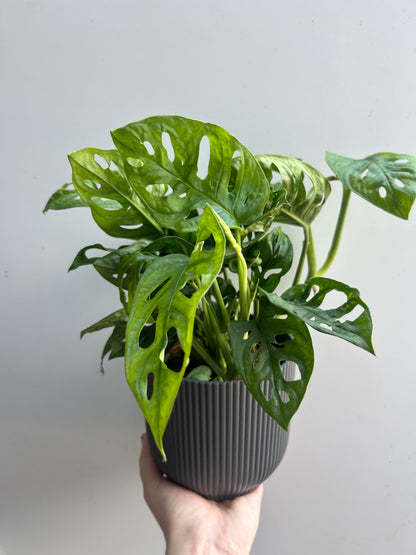 Monstera Obliqua Leichtlinii