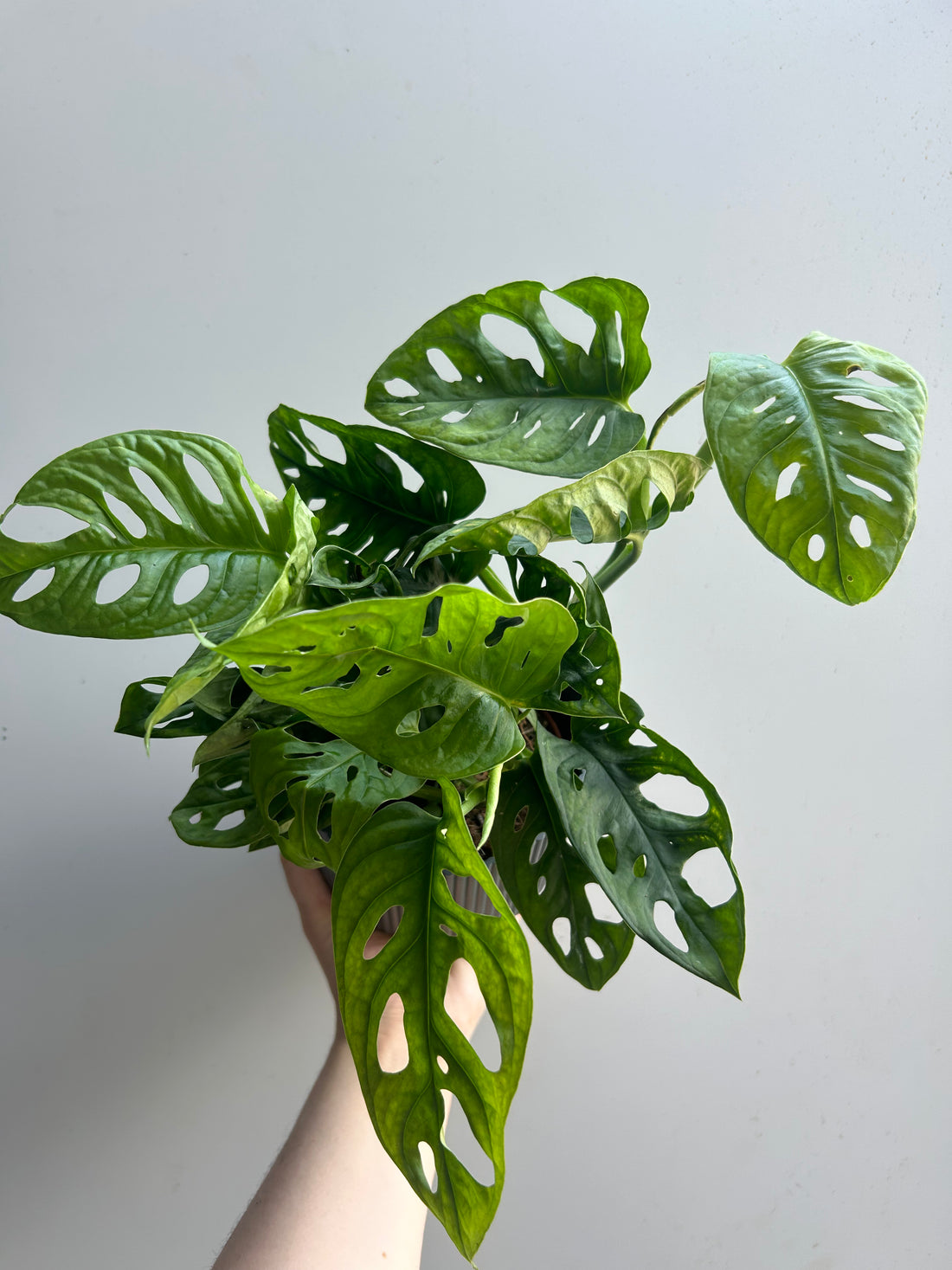 Monstera Obliqua Leichtlinii