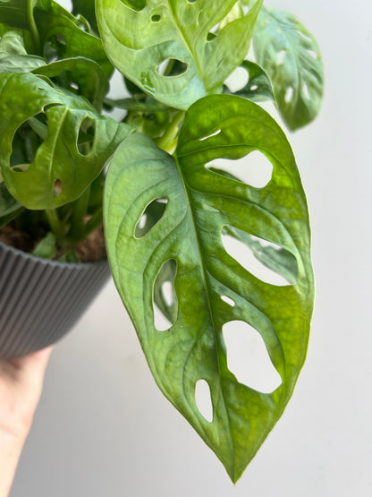 Monstera Obliqua Leichtlinii