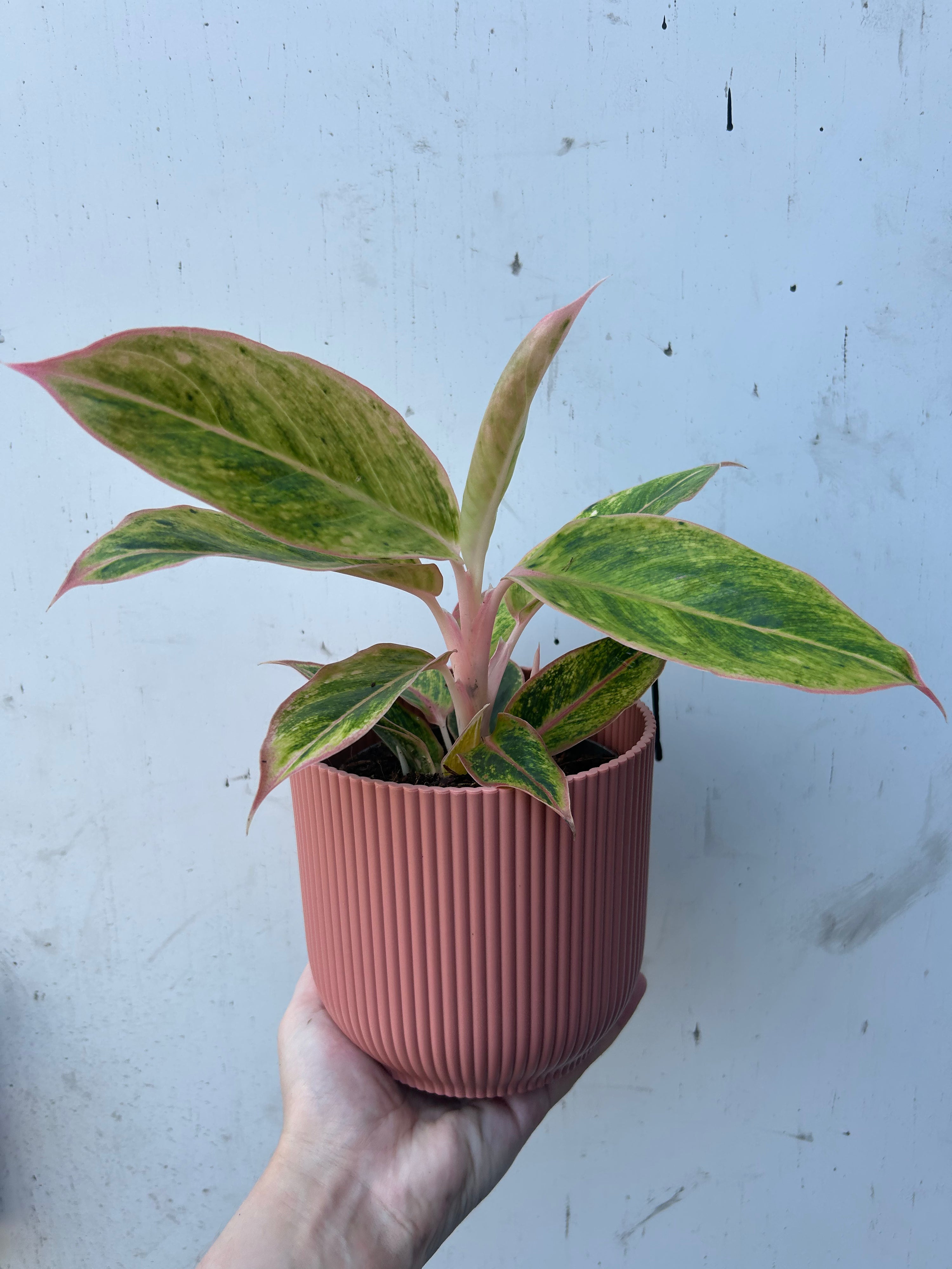 Aglaonema Salmon Fantasy