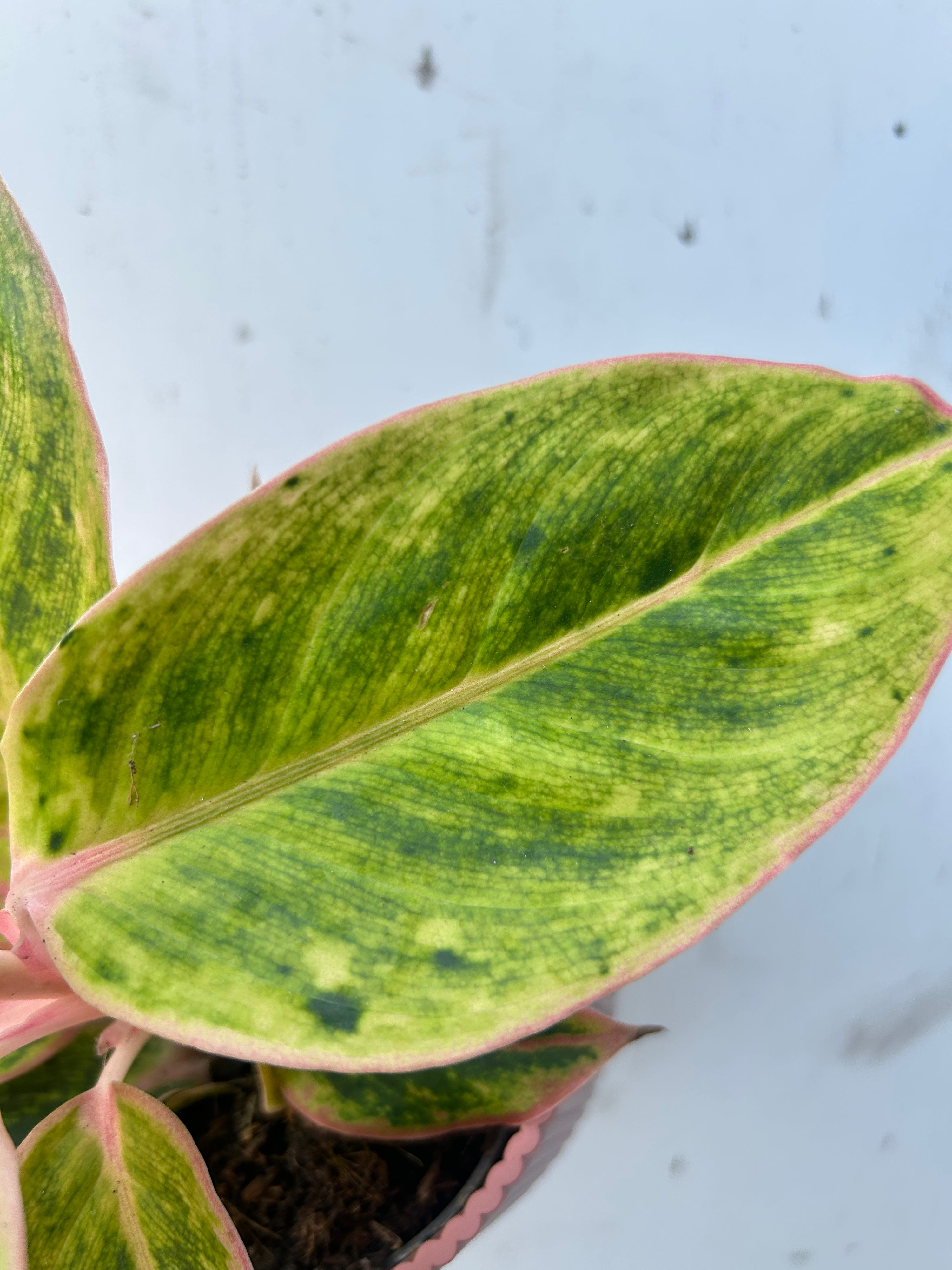 Aglaonema Salmon Fantasy