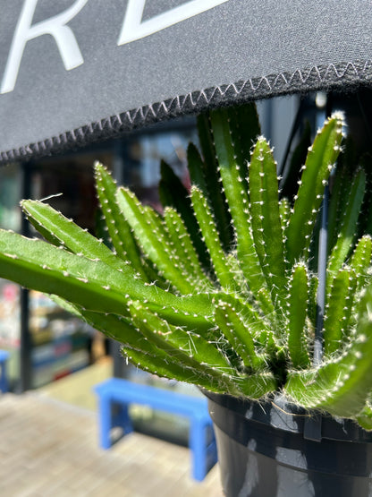 Hylocereus Undatus Dragon Fruit Cactus